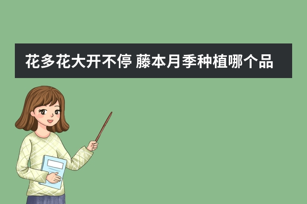 花多花大开不停 藤本月季种植哪个品种好？藤本月季花墙怎么做